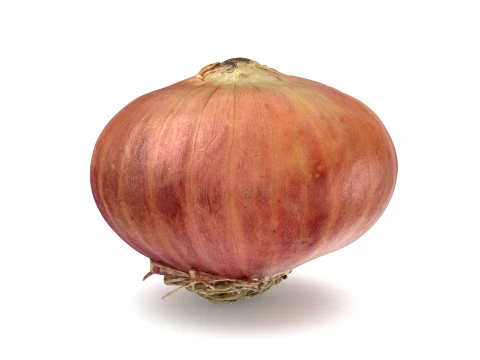 Shallot 03 3D Model