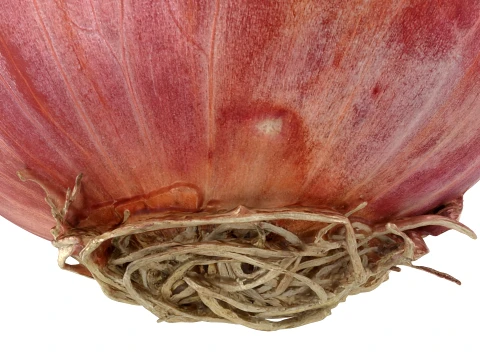 Shallot 03 3D Model
