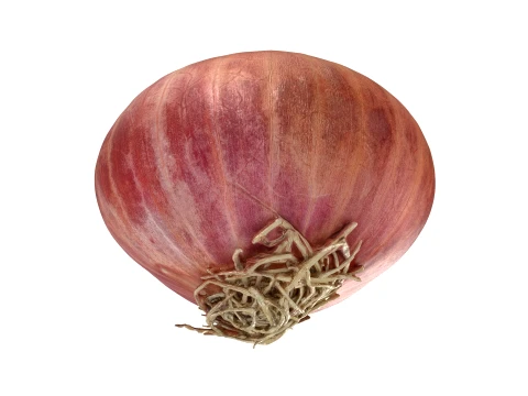 Shallot 03 3D Model