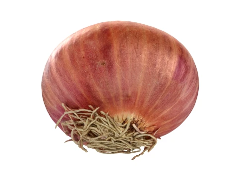 Shallot 03 3D Model