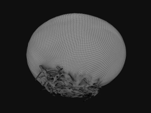 Shallot 03 3D Model