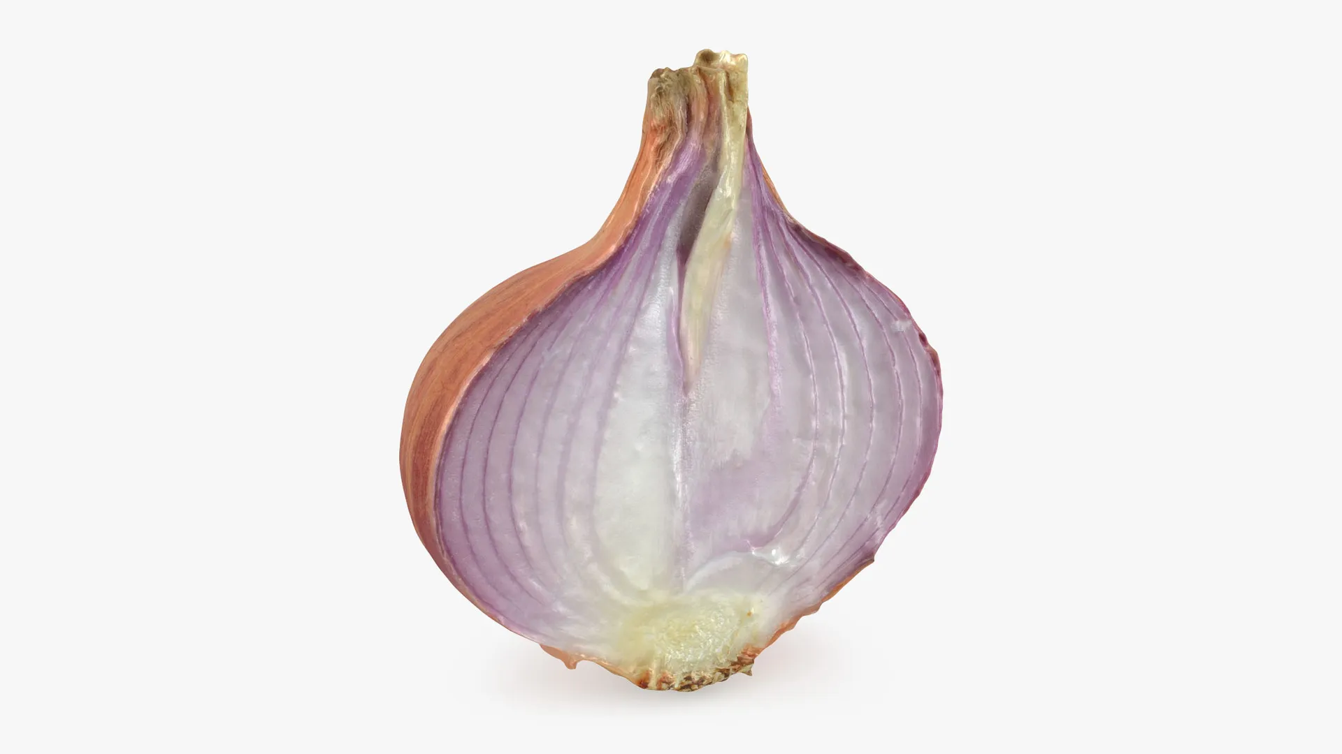 Shallot Half 3D Model .c4d .max .obj .3ds .fbx .stl .blend 