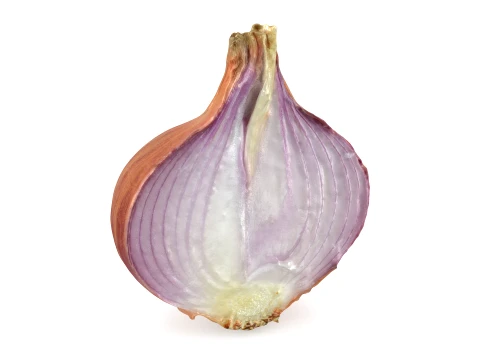 Shallot Half 3D Model