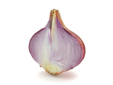Shallot Half 3D Model
