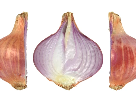 Shallot Half 3D Model