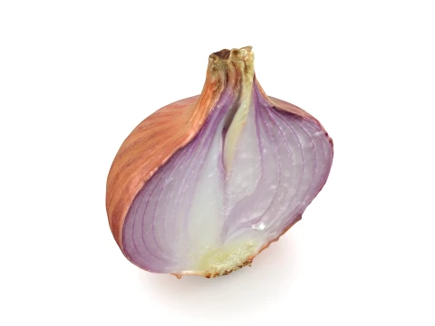 Shallot Half 3D Model