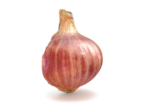 Shallot Half 3D Model