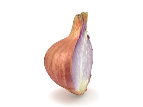 Shallot Half 3D Model