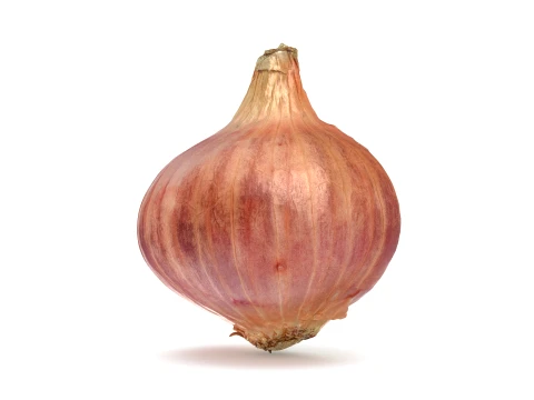 Shallot Half 3D Model