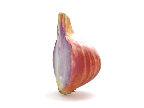 Shallot Half 3D Model