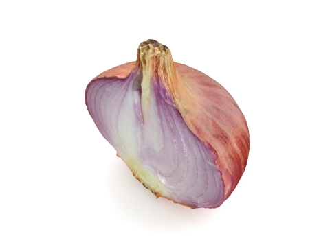 Shallot Half 3D Model