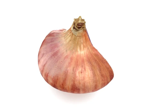 Shallot Half 3D Model