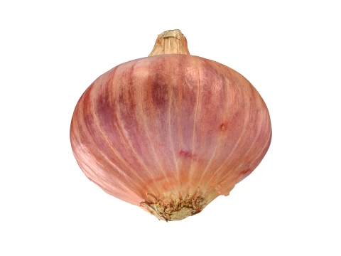 Shallot Half 3D Model