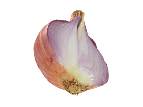 Shallot Half 3D Model