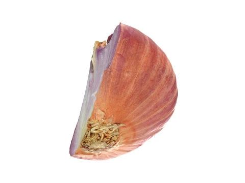 Shallot Half 3D Model