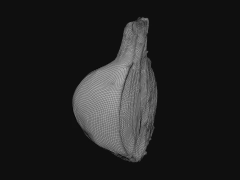 Shallot Half 3D Model