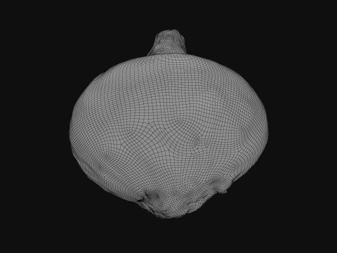 Shallot Half 3D Model