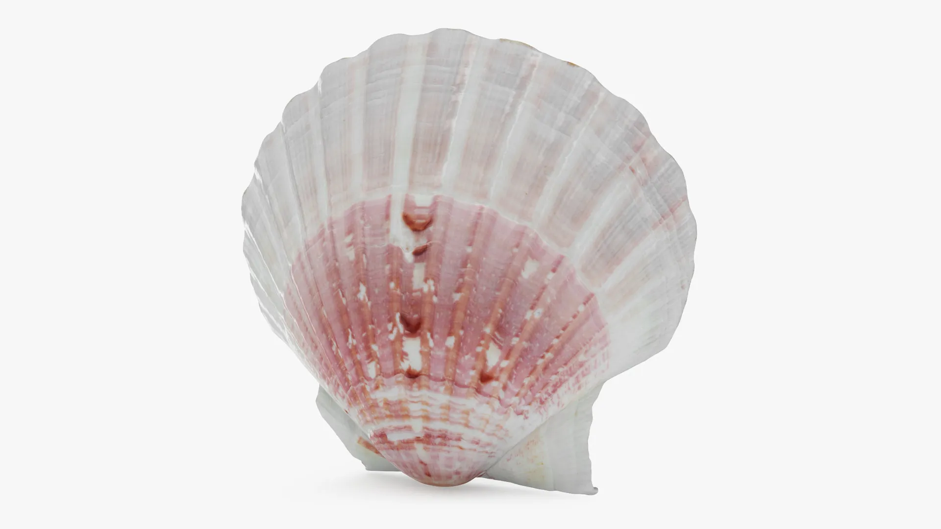 Clam Shell 01 3D Model .c4d .max .obj .3ds .fbx .stl .blend 