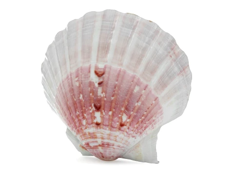 Clam Shell 01 3D Model