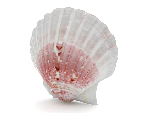 Clam Shell 01 3D Model