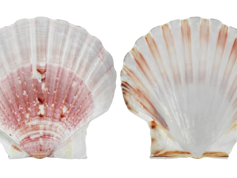 Clam Shell 01 3D Model