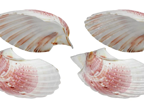 Clam Shell 01 3D Model
