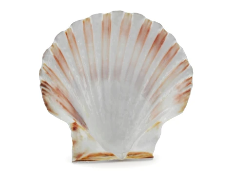Clam Shell 01 3D Model