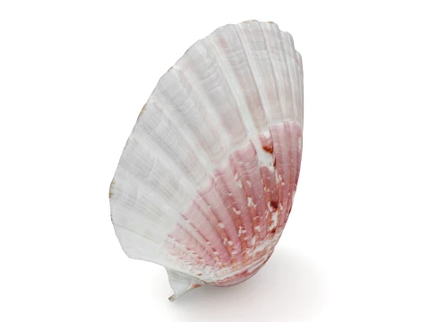 Clam Shell 01 3D Model