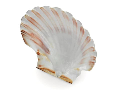 Clam Shell 01 3D Model