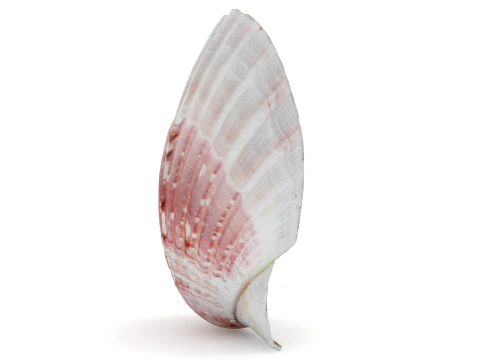 Clam Shell 01 3D Model