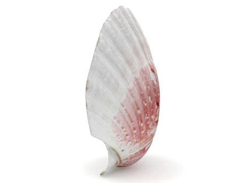 Clam Shell 01 3D Model