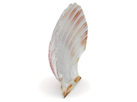 Clam Shell 01 3D Model