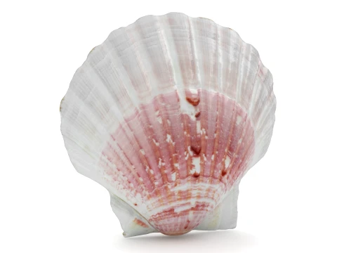 Clam Shell 01 3D Model