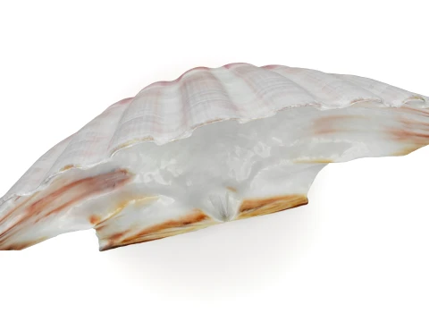 Clam Shell 01 3D Model