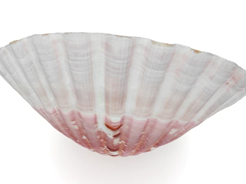 Clam Shell 01 3D Model