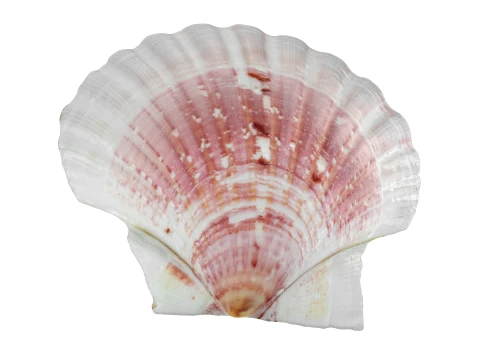 Clam Shell 01 3D Model