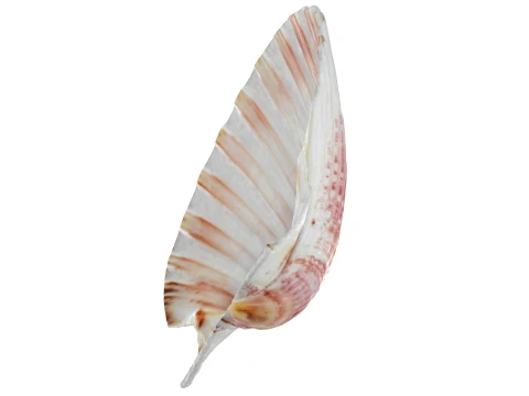 Clam Shell 01 3D Model