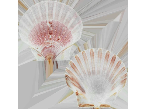 Clam Shell 01 3D Model