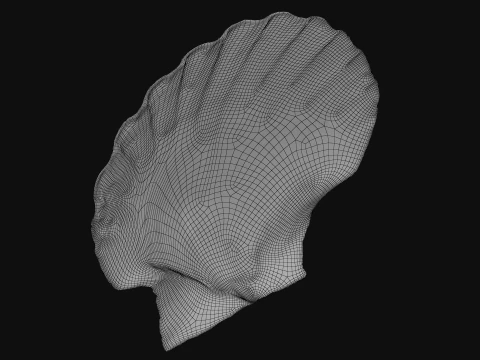 Clam Shell 01 3D Model