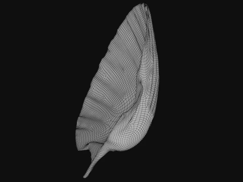 Clam Shell 01 3D Model