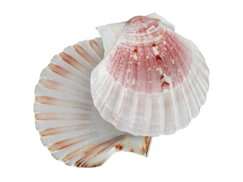 Clam Shell 01 Pose 2 3D Model