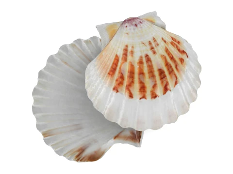 Clam Shell 02 Pose 2 3D Model