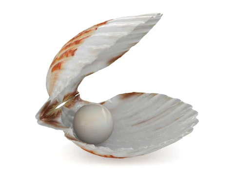Clam Shell Pearl 02 3D Model