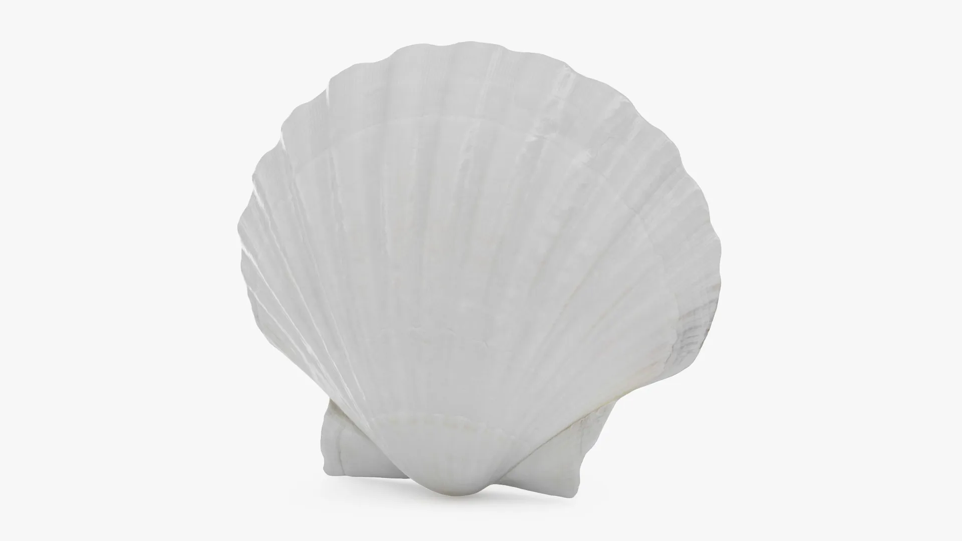 Clam Shell 03 3D Model .c4d .max .obj .3ds .fbx .stl .blend 