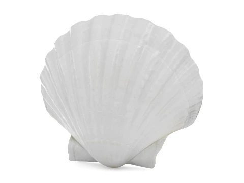 Clam Shell 03 Modello 3D