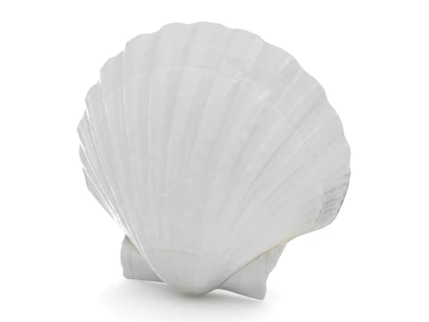 Clam Shell 03 3D Model