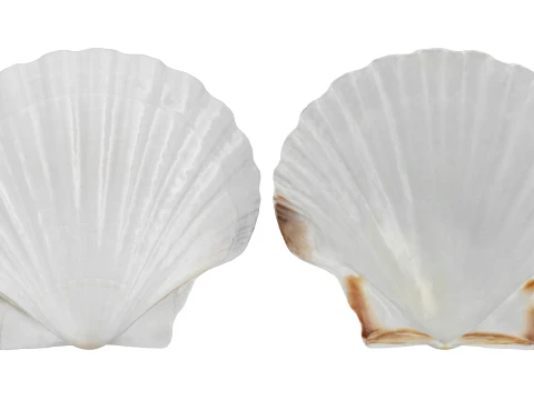 Clam Shell 03 3D Model