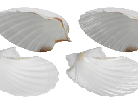 Clam Shell 03 3D Model