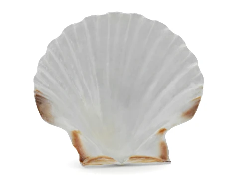 Clam Shell 03 3D Model