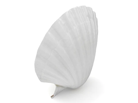 Clam Shell 03 3D Model